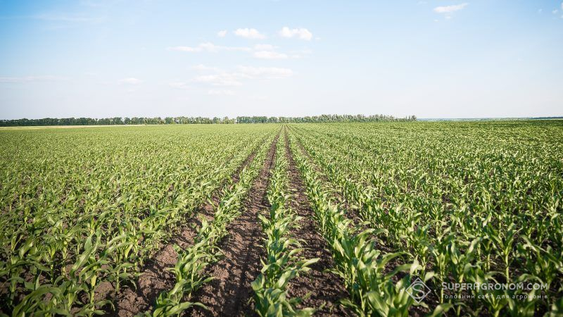В Україні та Європі зросли площі насінницьких посівів кукурудзи