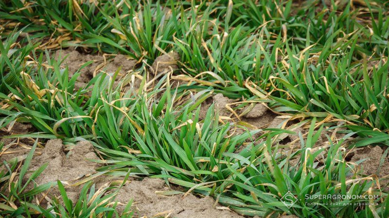 Відсутність опадів і високі температури знизили запаси вологи у ґрунті