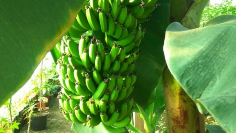 На Львівщині запустили першу бананову ферму