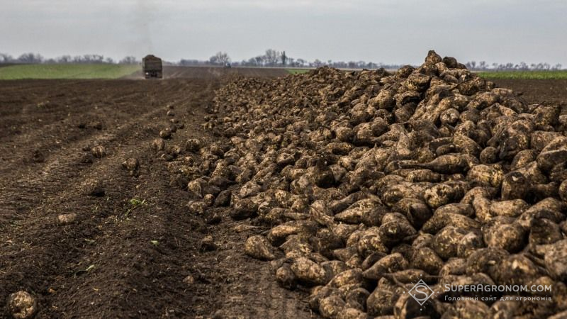 Названо причини зниження врожаю цукрових буряків в Україні