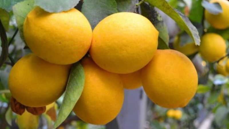 У теплицях на Черкащині вирощують лимони Мейєра