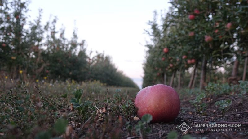 Садівники зменшили норми внесення добрив під яблуні