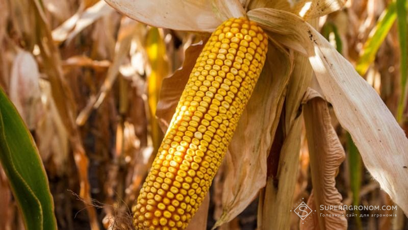 Вітчизняні гібриди кукурудзи за екстремальних умов показують себе краще — агроном
