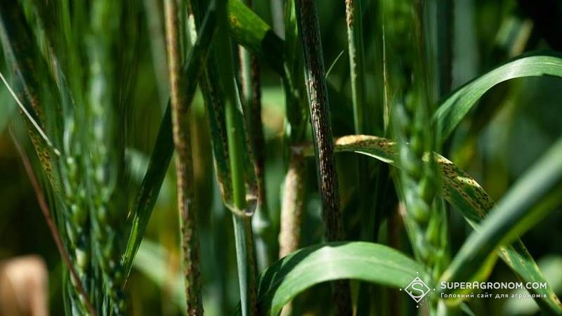 Вчені розкрили походження бурої іржі пшениці