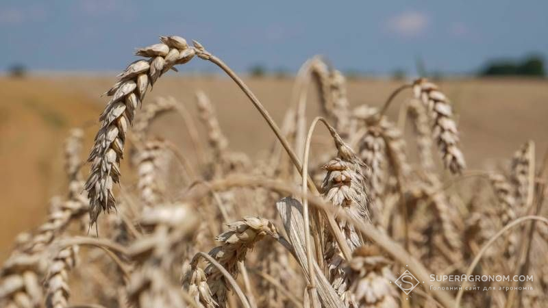 Підраховано, яких втрат врожаю пшениці зазначають аграрії через забур’яненість