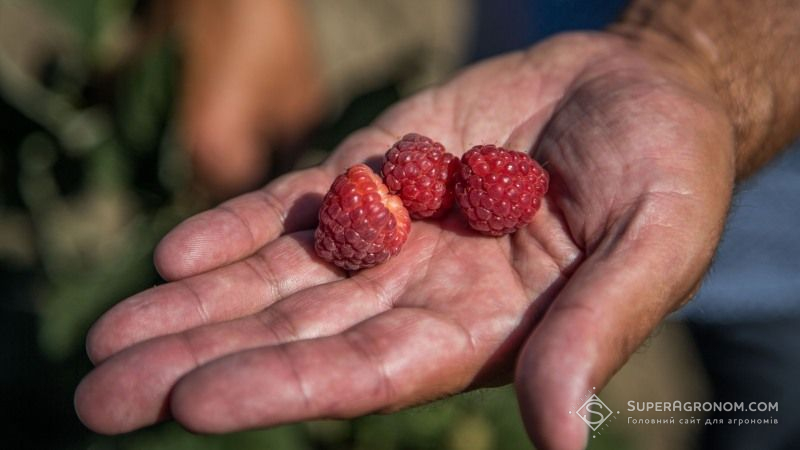 Українських фермерів заохочують до вирощування малини