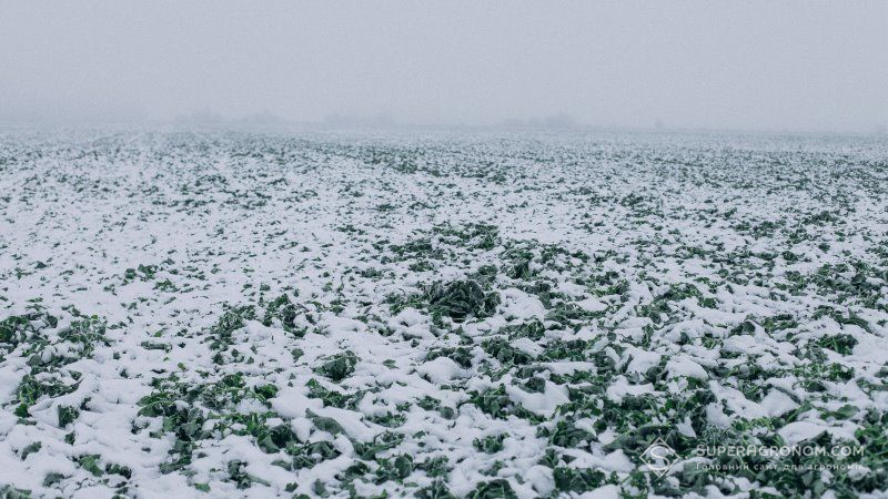 В Україні прогнозують сніг та похолодання — тижневий прогноз погоди