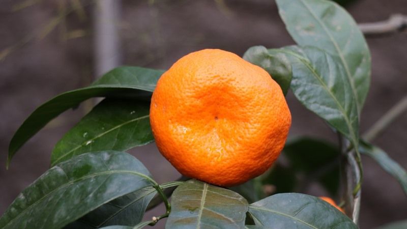 У теплицях на Київщині вирощують мандарини