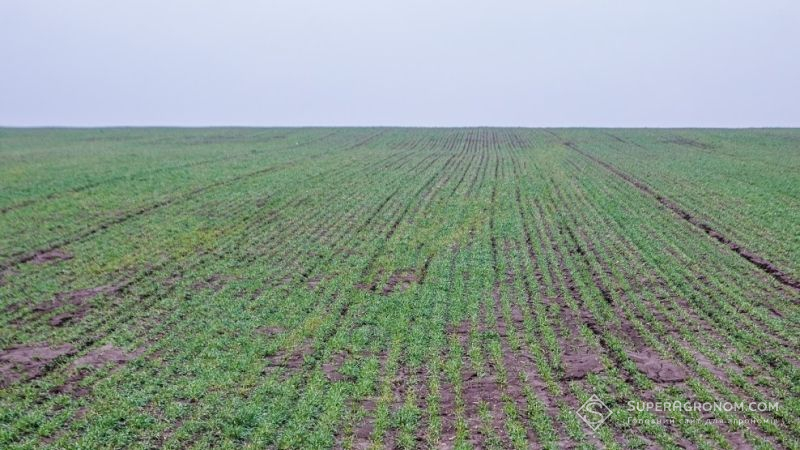 Дефіцит вологи спричинив екстремальні умови посівної на півдні України — аграрії
