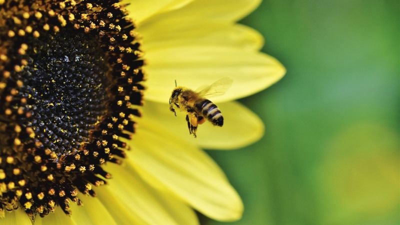 Через ризики для бджіл Франція заборонила два пестициди