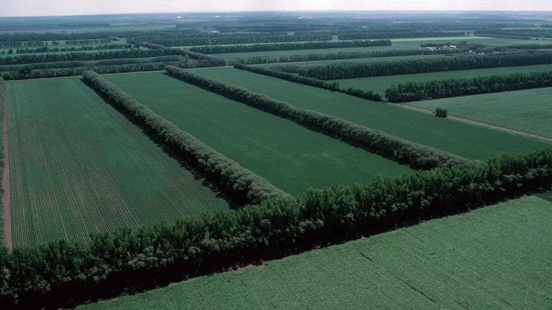 Врожайність культур на Херсонщині збільшуватимуть за рахунок лісосмуг