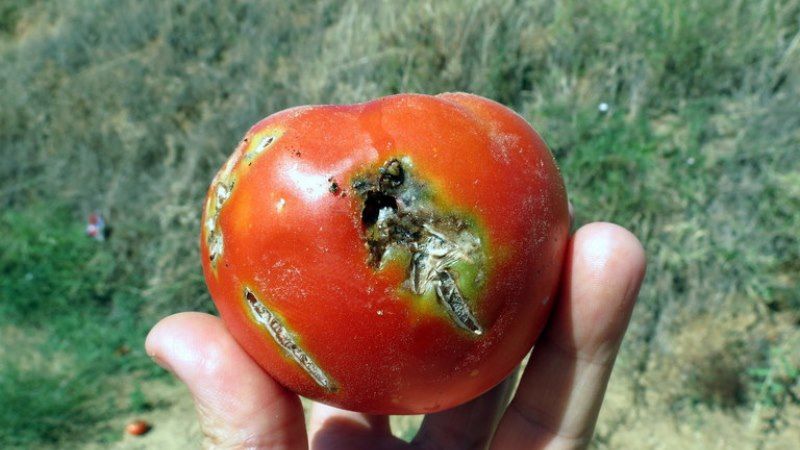 Через митний пост до України потрапив заражений вантаж томатів