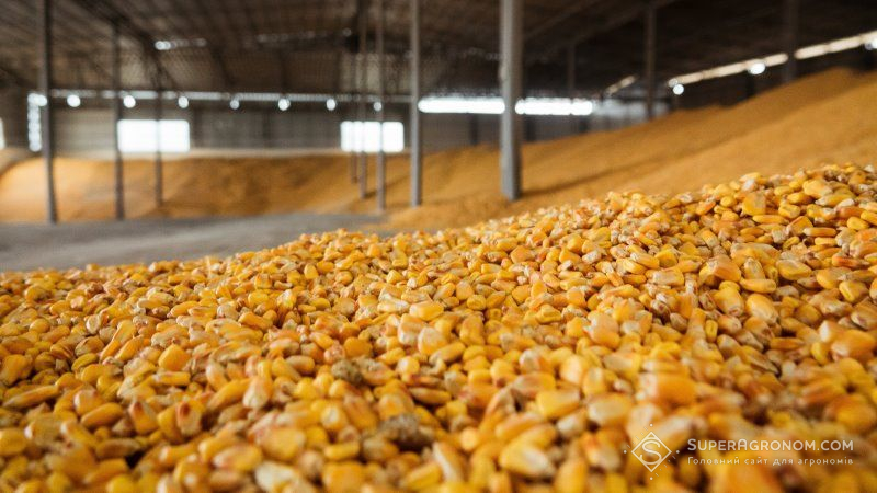 В Україні встановлено новий рекорд валового збору кукурудзи