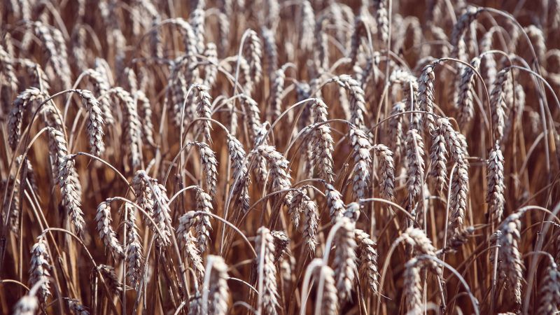 Прогноз врожаю пшениці в Україні знижено через посуху