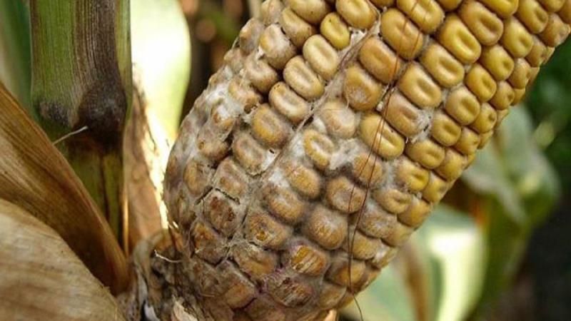 Фітосанітари Київщини попереджають про ризики поширення небезпечної хвороби кукурудзи