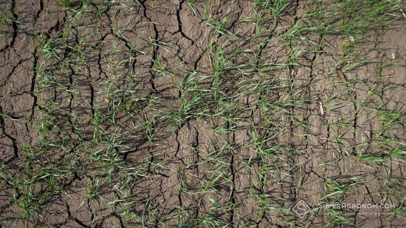 Посуха на полях загрожує озимим на Запоріжжі