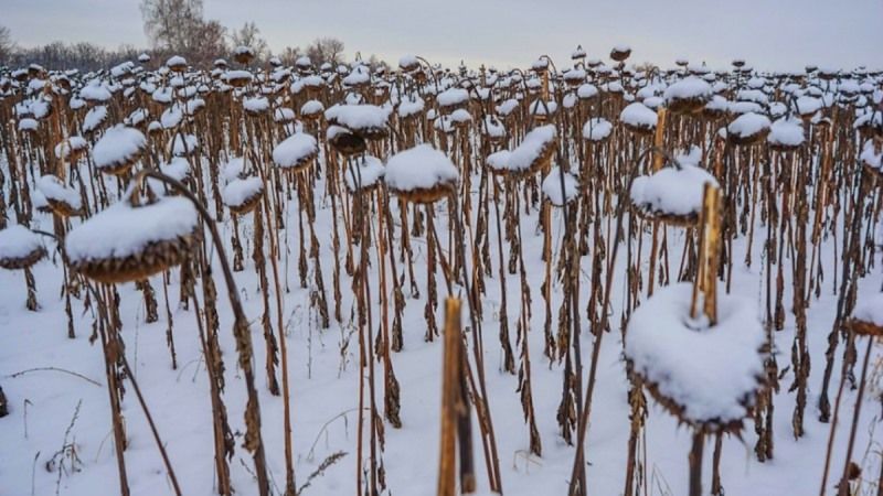 Через снігопади соняшник на півночі США залишиться зимувати в полях