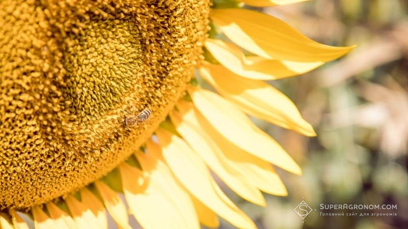 Урожайність соняшнику в Україні за 2019 рік перевищила результати минулих сезонів