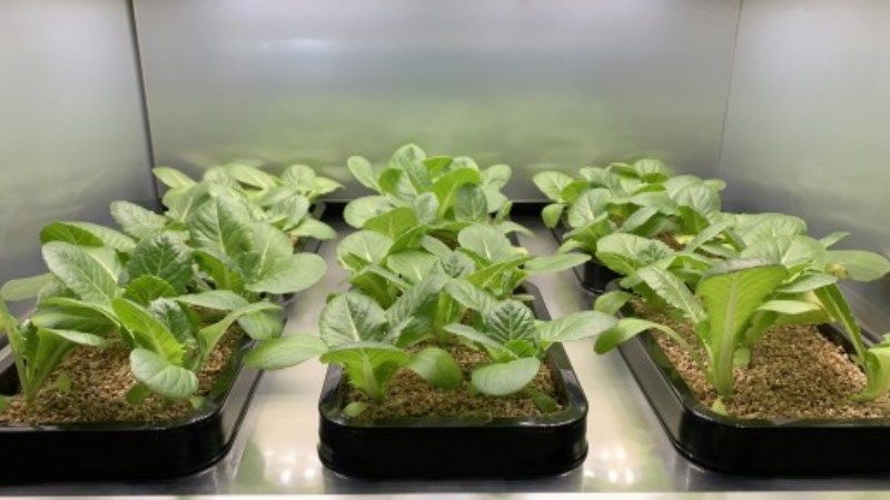 Представлено розумну шафу для вирощування овочів в домашніх умовах