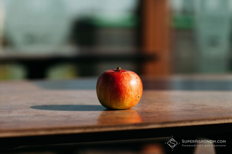  У 2019 році, порівняно з 2018, ціни на яблука в Україні зросли на 85%