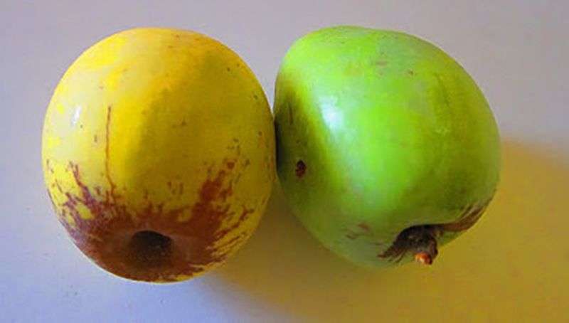 Яблука сорту Камуеса (Іспанія)