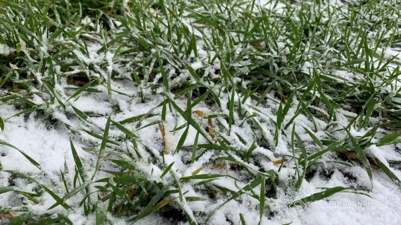 Озимі на полях перебувають в стані неглибокого зимового спокою або повільно вегетують