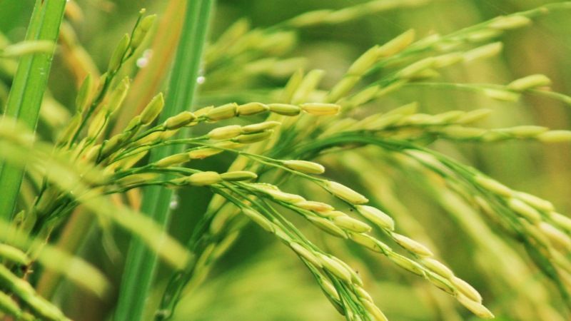 В Китаї гібридним солестійким рисом засіють 7 млн га
