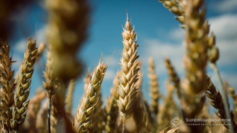 За минулий рік Україна наростила обсяг виробництва сільгосппродукції