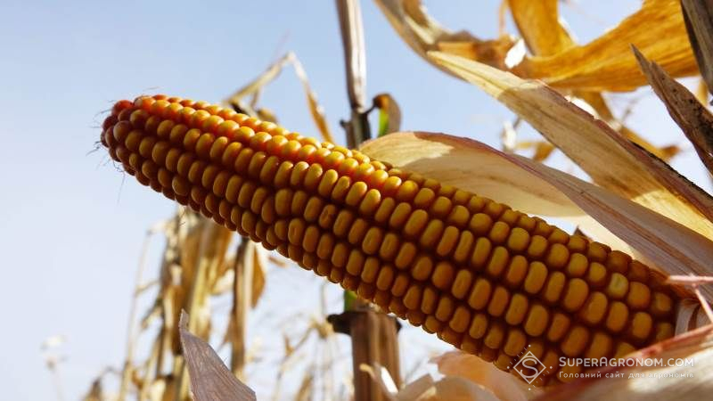 Використовуючи Вітазим німецький фермер отримав на 10% вищу врожайність кукурудзи 