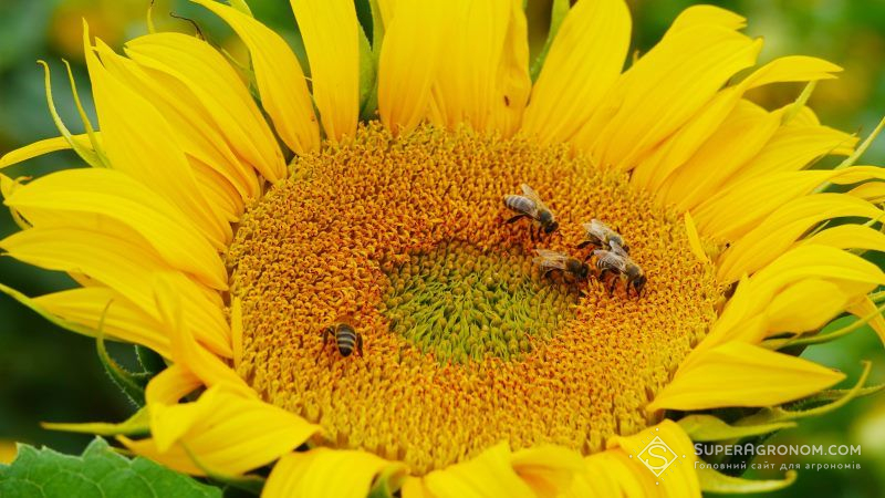 Насадженнями соняшнику бджіл в Мексиці захищають від отруєння пестицидами