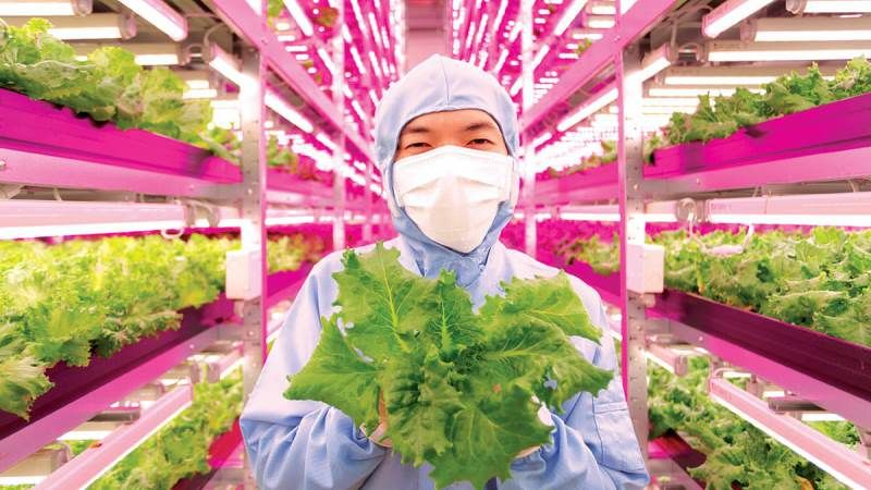 У Японії збудували найбільшу в світі вертикальну ферму з вирощування салату