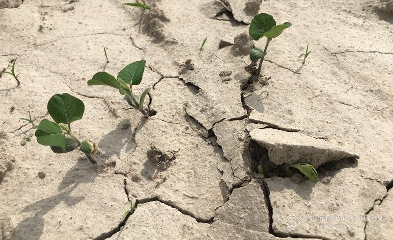 Осінь-2019 була найгіршим сезоном із зволоження ґрунтів – Адаменко