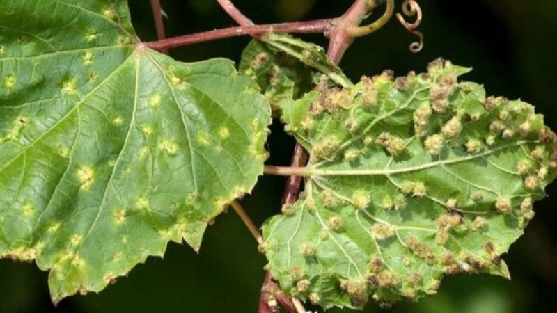 Виноградниками на Прикарпатті поширюється новий шкідник