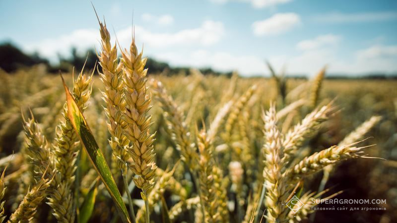 Погодні умови стануть вирішальним фактором впливу на врожай пшениці у новому сезоні