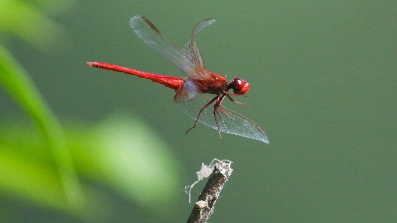 Півмільйона видів комах у світі опинились на стадії вимирання