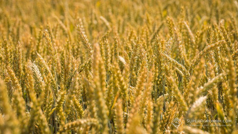 Погодні умови сприяють формуванню високих врожаїв зерна у світі — аналітики