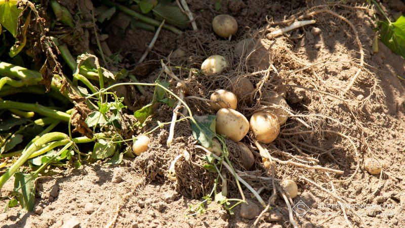 Аграріям розповіли, коли цьогоріч очікувати перших врожаїв ранньої картоплі