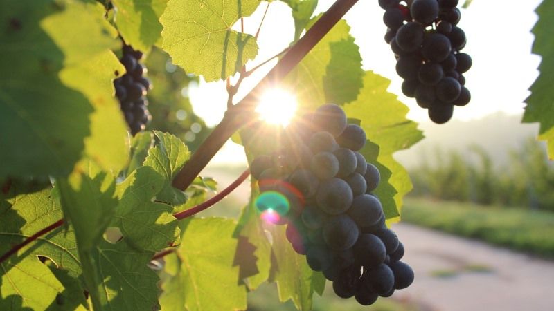 За минулий рік Миколаївщина вдвічі скоротила виробництво винограду