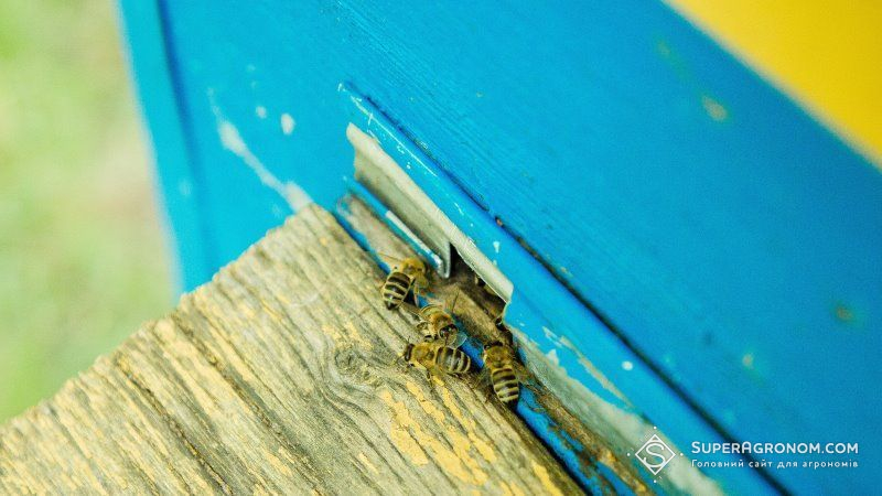 На Чернігівщіні гостро постало питання отруєння бджіл пестицидами