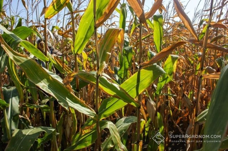 На Чернігівщині отрмують 12т/га кукурудзи на піщаних ґрунтах