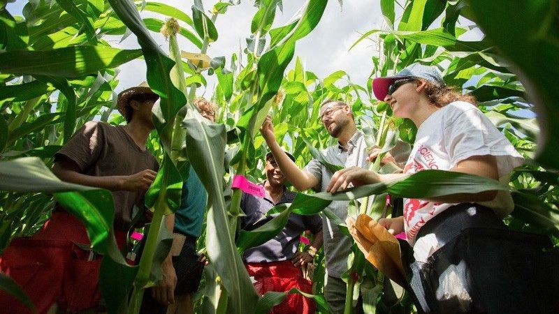 Вчені адаптують тропічні сорти кукурудзи до вирощування в умовах зміни клімату