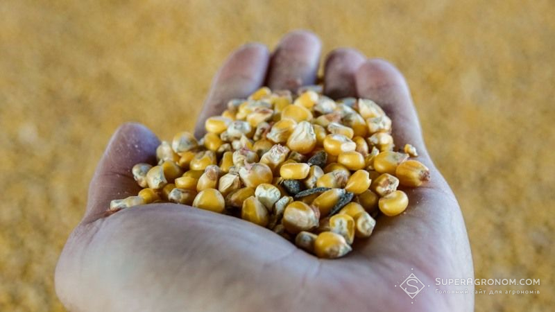 В Україні продовжує знижуватись закупівельна ціна на кукурудзу