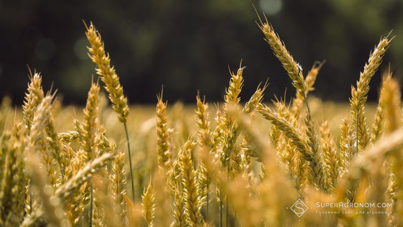 Минулого року врожайність пшениці перевершила показник останніх 9 сезонів