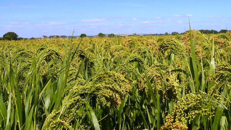 Минулий сезон відзначився рекордною врожайністю проса в Україні