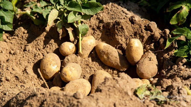 Рання картопля дозріє в Україні на 20 днів раніше звичайного — прогноз