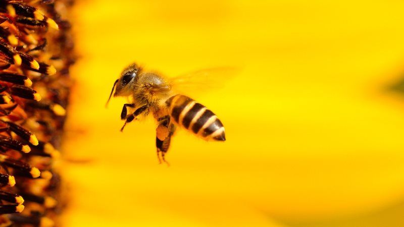 Пестициди провокують порушення розвитку мозку у бджіл — вчені