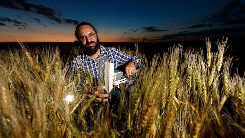 Вченими відкрито ген, який покращує посухостійкість пшениці