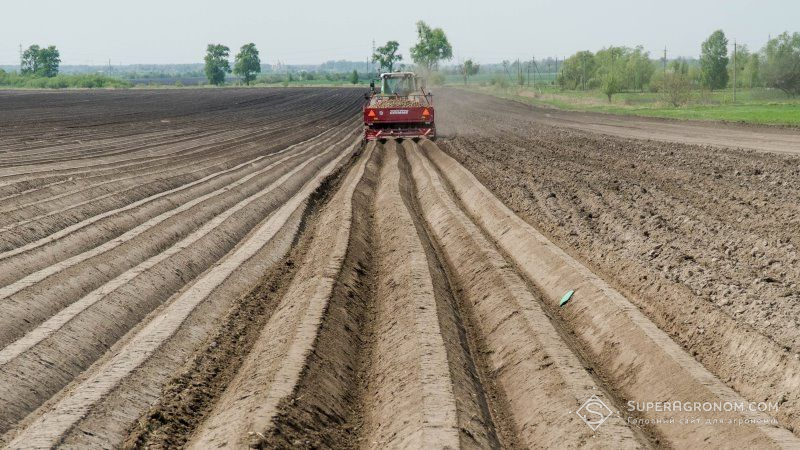 Білорусь скорочує посівні площі під картоплею