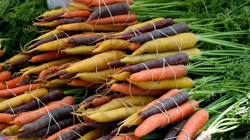 В Ізраїлі на експорт вирощують різнокольорову моркву
