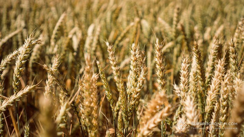 Американці запатентували високоврожайний сорт пшениці з підвищеним вмістом клітковини